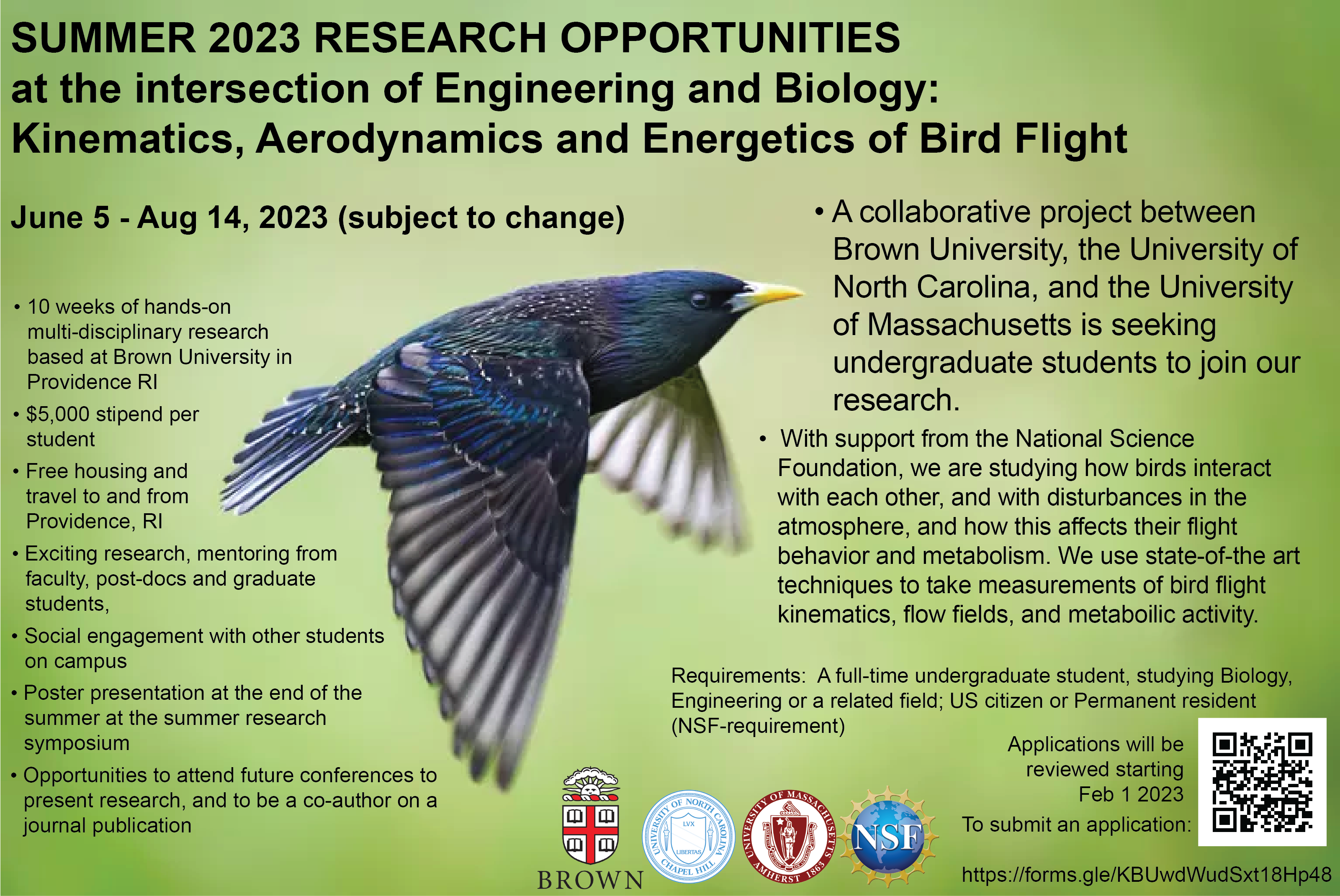Summer research for undergraduates, Brown, UNC, UMass: Kinematics, Aerodynamics, and Energetics of Bird Flight.